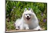 American Eskimo Dog Lying on Garden Path-Zandria Muench Beraldo-Mounted Photographic Print