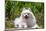 American Eskimo Dog Lying on Garden Path-Zandria Muench Beraldo-Mounted Photographic Print