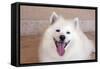 American Eskimo Dog Lying on the Patio-Zandria Muench Beraldo-Framed Stretched Canvas