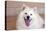 American Eskimo Dog Lying on the Patio-Zandria Muench Beraldo-Stretched Canvas