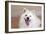 American Eskimo Dog Lying on the Patio-Zandria Muench Beraldo-Framed Photographic Print