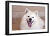 American Eskimo Dog Lying on the Patio-Zandria Muench Beraldo-Framed Photographic Print