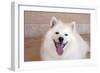 American Eskimo Dog Lying on the Patio-Zandria Muench Beraldo-Framed Photographic Print