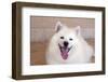 American Eskimo Dog Lying on the Patio-Zandria Muench Beraldo-Framed Photographic Print