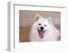 American Eskimo Dog Lying on the Patio-Zandria Muench Beraldo-Framed Photographic Print