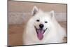 American Eskimo Dog Lying on the Patio-Zandria Muench Beraldo-Mounted Photographic Print