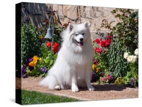 American Eskimo Dog on Garden Path with Flowers-Zandria Muench Beraldo-Stretched Canvas