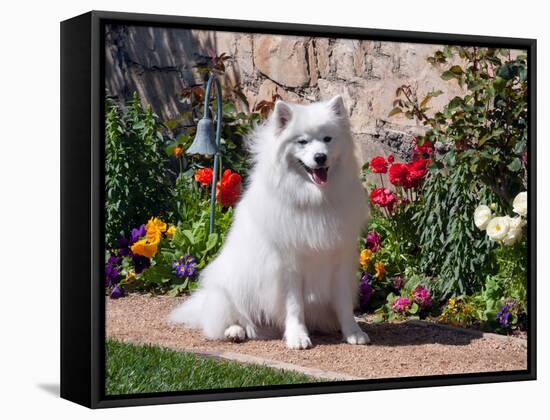 American Eskimo Dog on Garden Path with Flowers-Zandria Muench Beraldo-Framed Stretched Canvas