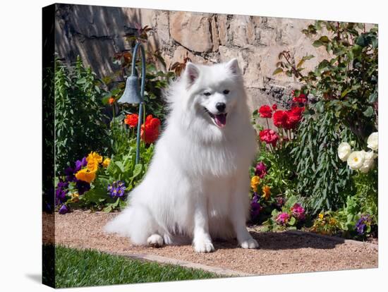 American Eskimo Dog on Garden Path with Flowers-Zandria Muench Beraldo-Stretched Canvas