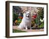 American Eskimo Dog on Garden Path with Flowers-Zandria Muench Beraldo-Framed Premium Photographic Print