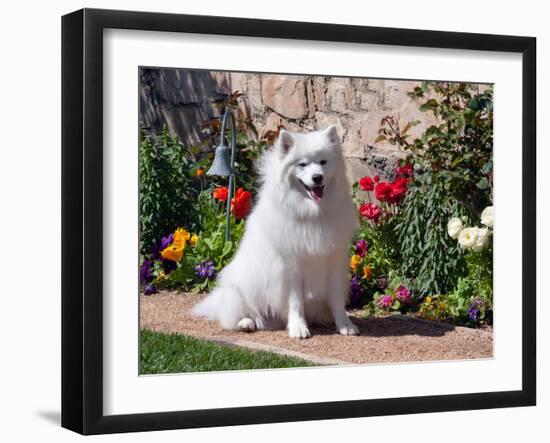 American Eskimo Dog on Garden Path with Flowers-Zandria Muench Beraldo-Framed Premium Photographic Print