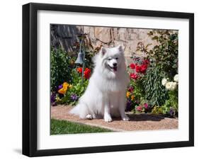 American Eskimo Dog on Garden Path with Flowers-Zandria Muench Beraldo-Framed Premium Photographic Print