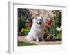 American Eskimo Dog on Garden Path with Flowers-Zandria Muench Beraldo-Framed Premium Photographic Print