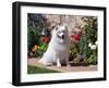 American Eskimo Dog on Garden Path with Flowers-Zandria Muench Beraldo-Framed Photographic Print