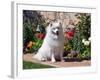 American Eskimo Dog on Garden Path with Flowers-Zandria Muench Beraldo-Framed Photographic Print