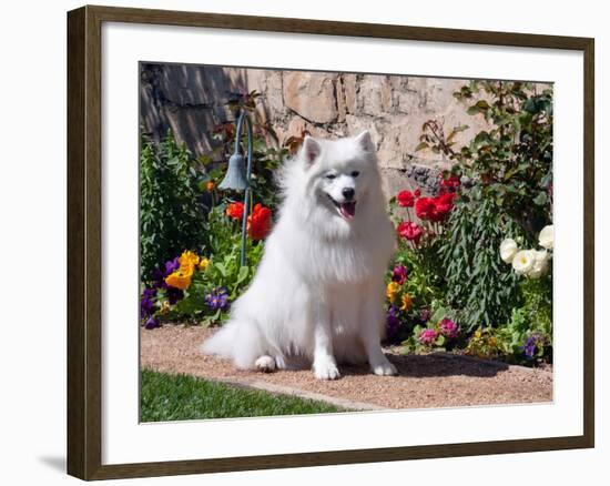 American Eskimo Dog on Garden Path with Flowers-Zandria Muench Beraldo-Framed Photographic Print