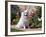 American Eskimo Dog on Garden Path with Flowers-Zandria Muench Beraldo-Framed Photographic Print