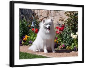 American Eskimo Dog on Garden Path with Flowers-Zandria Muench Beraldo-Framed Photographic Print