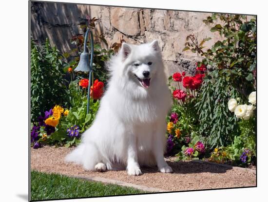 American Eskimo Dog on Garden Path with Flowers-Zandria Muench Beraldo-Mounted Photographic Print