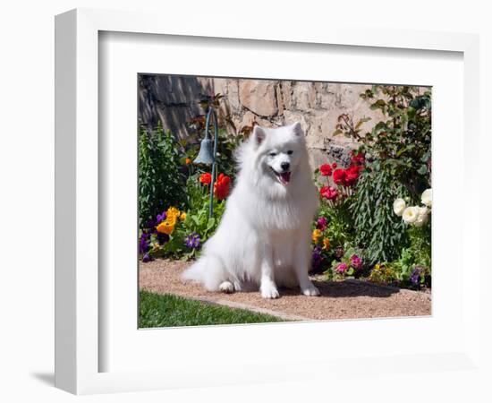 American Eskimo Dog on Garden Path with Flowers-Zandria Muench Beraldo-Framed Photographic Print