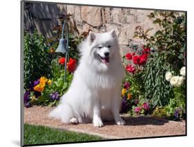 American Eskimo Dog on Garden Path with Flowers-Zandria Muench Beraldo-Mounted Photographic Print