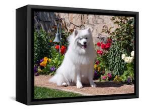 American Eskimo Dog on Garden Path with Flowers-Zandria Muench Beraldo-Framed Stretched Canvas