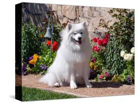 American Eskimo Dog on Garden Path with Flowers-Zandria Muench Beraldo-Stretched Canvas