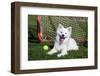 American Eskimo, Los Angeles, California, Mr and Pr-Zandria Muench Beraldo-Framed Photographic Print