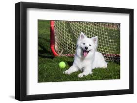 American Eskimo, Los Angeles, California, Mr and Pr-Zandria Muench Beraldo-Framed Photographic Print