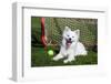 American Eskimo, Los Angeles, California, Mr and Pr-Zandria Muench Beraldo-Framed Photographic Print