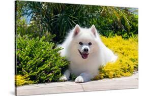 American Eskimo Lying in Garden Plants-Zandria Muench Beraldo-Stretched Canvas