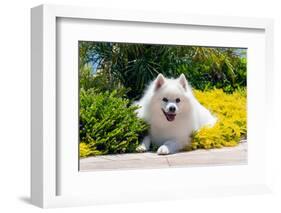 American Eskimo Lying in Garden Plants-Zandria Muench Beraldo-Framed Photographic Print