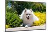 American Eskimo Lying in Garden Plants-Zandria Muench Beraldo-Mounted Photographic Print