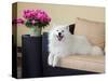 American Eskimo Lying on Patio Couch-Zandria Muench Beraldo-Stretched Canvas