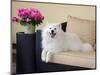 American Eskimo Lying on Patio Couch-Zandria Muench Beraldo-Mounted Photographic Print