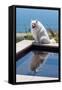 American Eskimo Poolside-Zandria Muench Beraldo-Framed Stretched Canvas