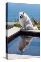 American Eskimo Poolside-Zandria Muench Beraldo-Stretched Canvas