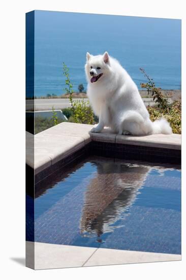 American Eskimo Poolside-Zandria Muench Beraldo-Stretched Canvas