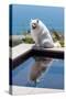 American Eskimo Poolside-Zandria Muench Beraldo-Stretched Canvas