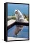 American Eskimo Poolside-Zandria Muench Beraldo-Framed Stretched Canvas