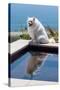 American Eskimo Poolside-Zandria Muench Beraldo-Stretched Canvas