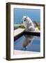 American Eskimo Poolside-Zandria Muench Beraldo-Framed Photographic Print