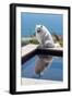 American Eskimo Poolside-Zandria Muench Beraldo-Framed Photographic Print