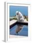 American Eskimo Poolside-Zandria Muench Beraldo-Framed Photographic Print