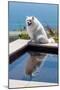 American Eskimo Poolside-Zandria Muench Beraldo-Mounted Photographic Print