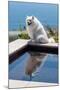 American Eskimo Poolside-Zandria Muench Beraldo-Mounted Photographic Print