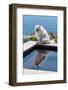 American Eskimo Poolside-Zandria Muench Beraldo-Framed Photographic Print