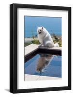 American Eskimo Poolside-Zandria Muench Beraldo-Framed Photographic Print