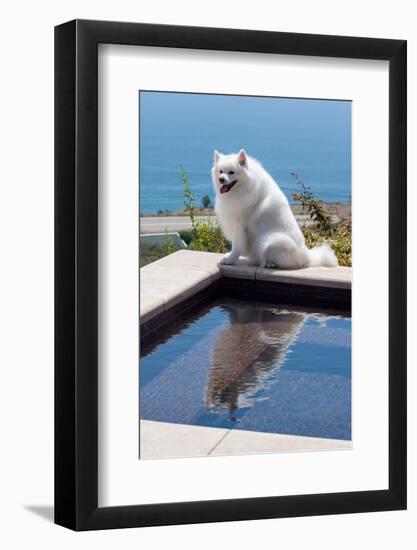 American Eskimo Poolside-Zandria Muench Beraldo-Framed Photographic Print