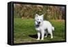 American Eskimo Puppy in Field-Zandria Muench Beraldo-Framed Stretched Canvas